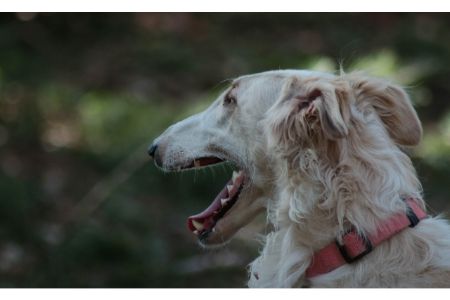 borzoi borzoi