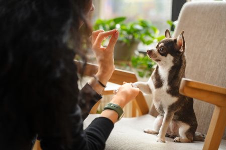 gezonde trainingssnoepjes hond gezonde trainingssnoepjes hond