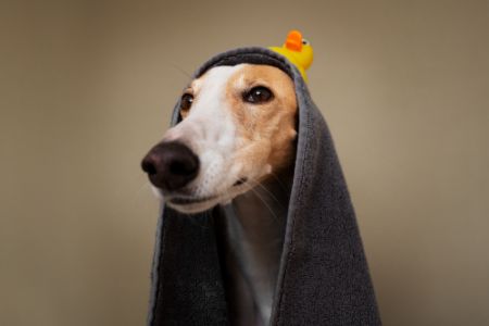 honden badjas action honden badjas action