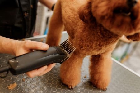 honden tondeuse Coolblue honden tondeuse Coolblue