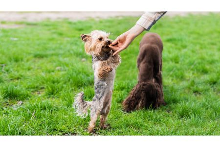 honden trainingssnoepjes honden trainingssnoepjes