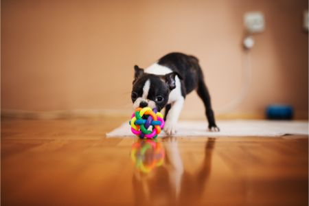 intelligentiespel hond intelligentiespel hond
