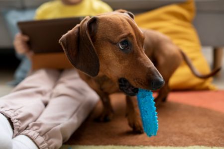 intelligentiespelletjes hond intelligentiespelletjes hond