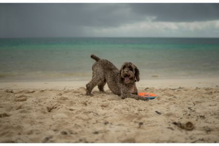 italiaanse waterhond italiaanse waterhond