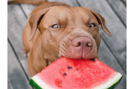 mag een hond meloen eten mag een hond meloen eten