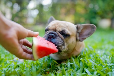 mag hond meloen mag hond meloen