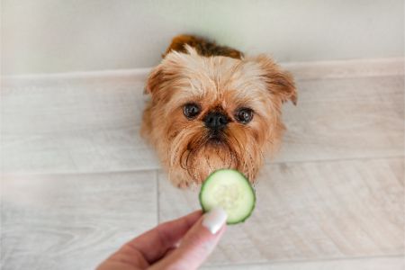 mogen honden komkommer mogen honden komkommer
