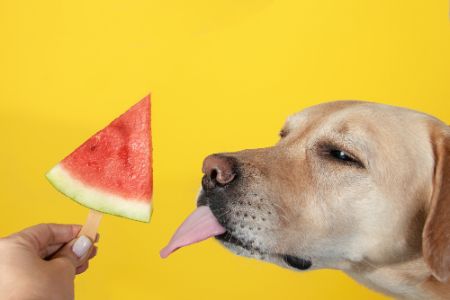 mogen honden meloen mogen honden meloen
