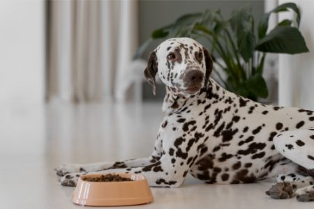 beeztees voerbak hond beeztees voerbak hond