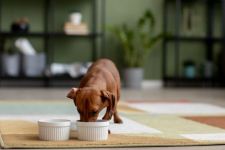 dieetvoeding hond overgewicht