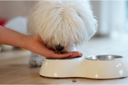 greenheart hondenvoeding