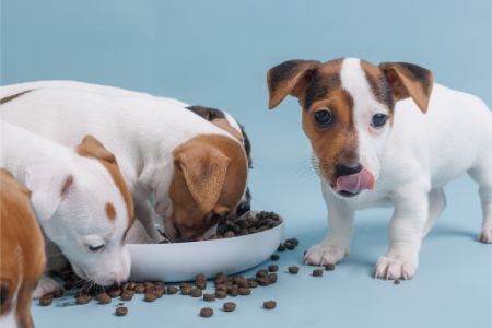 greenheart hondenvoer