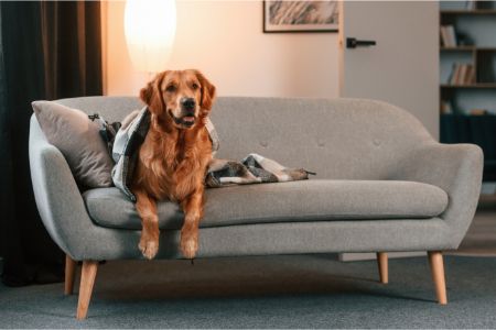 hondenmand met poten