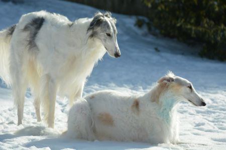 Barzoi