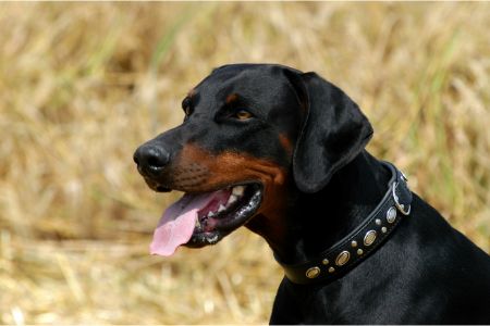 Dobermann Dobermann
