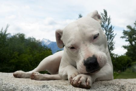 Dogo Argentino Dogo Argentino