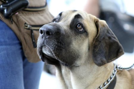 Fila Brasileiro Fila Brasileiro