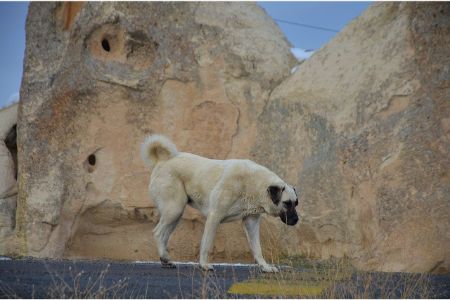 Kangal Kangal