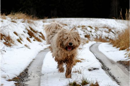 Komondor Komondor