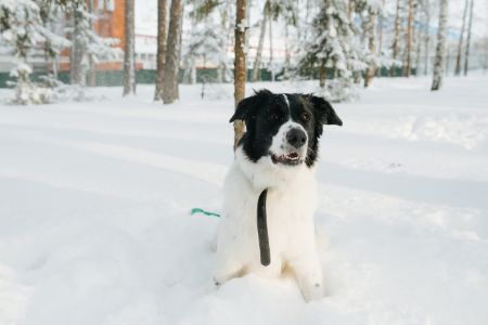 Landseer Landseer