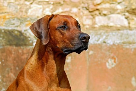 Rhodesian Ridgeback Rhodesian Ridgeback