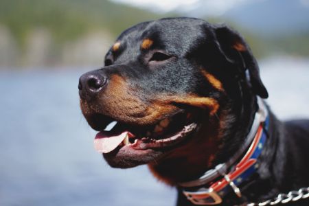Rottweiler Rottweiler