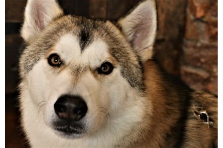 Tamaskan Tamaskan