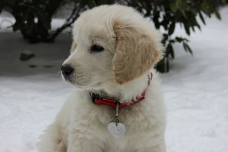 Tatrahond Tatrahond