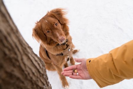 action beloningstasje hond