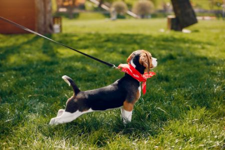 action grondpen hond action grondpen hond