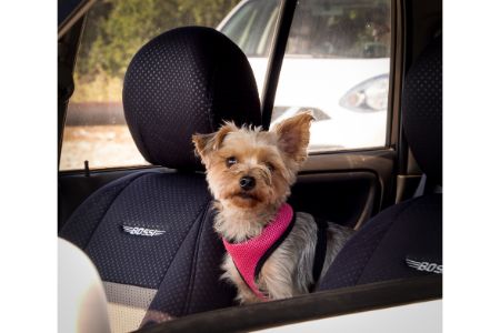 auto hondendeken praxis