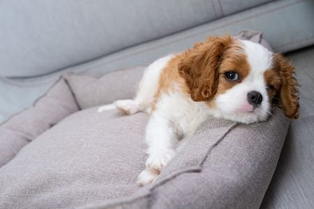 dierenharen verwijderen dierenharen verwijderen
