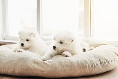 donut hondenmand 70cm