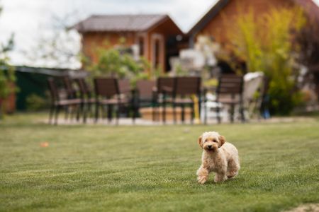 elektrische omheining hond elektrische omheining hond