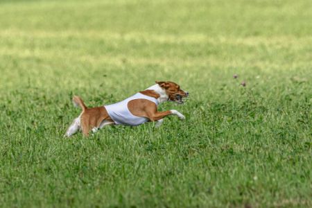 grasaren hond gevaarlijk