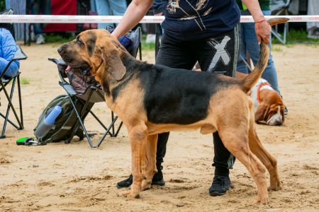 groot hond groot hond