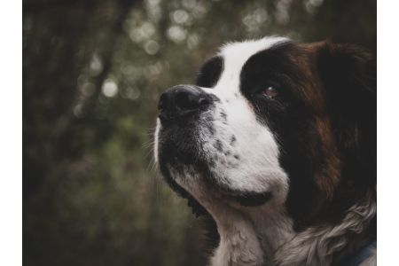 grote honden ras