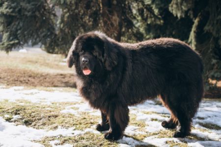 grote honden grote honden