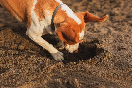 hond eet eigen ontlasting hond eet eigen ontlasting