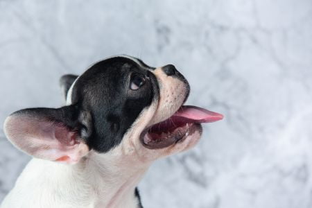 hond heeft droge neus hond heeft droge neus