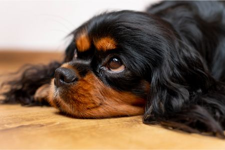 hond met verlatingsangst hond met verlatingsangst