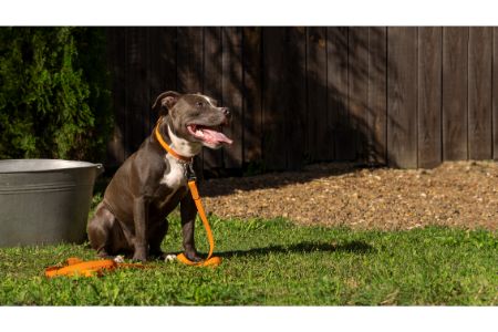 hond ontwormen hoe vaak