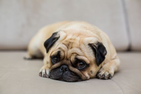 hond plast ineens op de bank