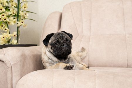 hond plast op de bank hond plast op de bank