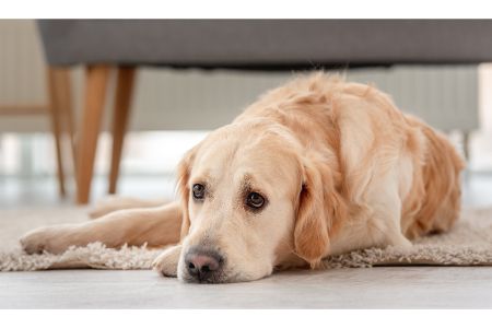 hond verlatingsangst hond verlatingsangst