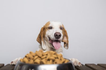 hond wil niet eten wel koekjes hond wil niet eten wel koekjes