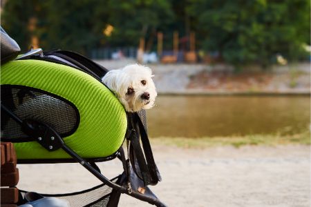 honden buggy zooplus