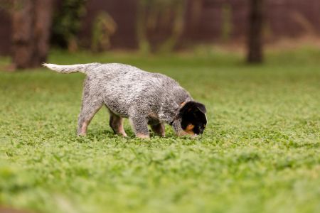 honden die poep eten