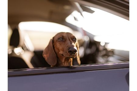 honden loopplank Cranenbroek honden loopplank Cranenbroek