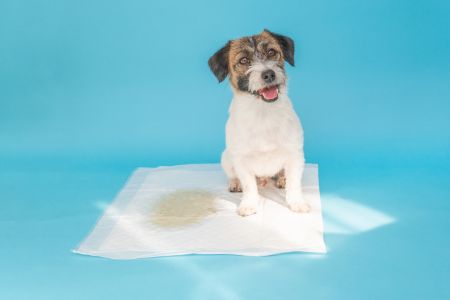 honden luiers action